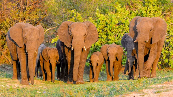 Elefantes Rebanho Com Bebés Grande Família África — Fotografia de Stock