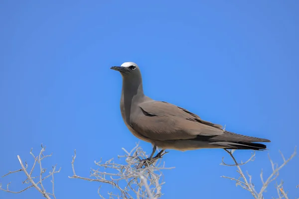 Braune Knolle Vogel Französisch Polynesien Tetyaroa Insel — Stockfoto