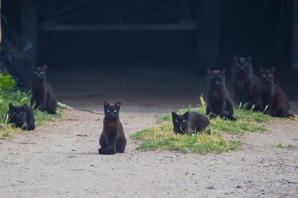 Черные Кошки Перед Амбаром Смешные Кошки Смотрят — стоковое фото