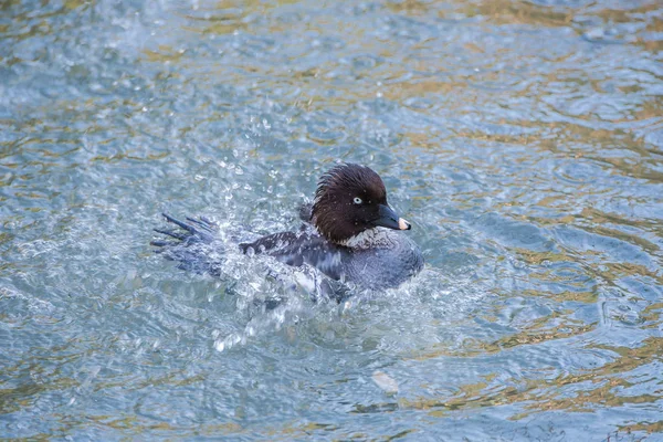 鴨の湖で自嘲ホオジロガモ — ストック写真