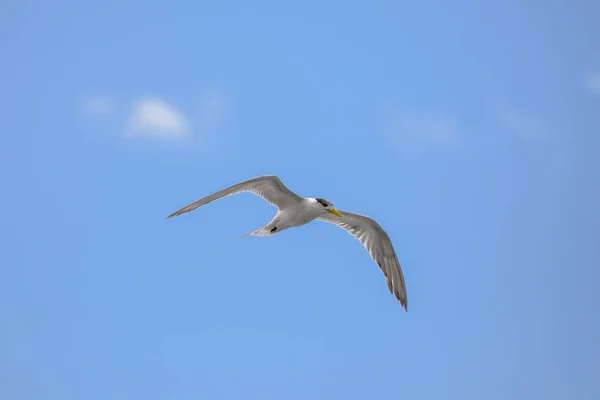 Pájaro Mar Polinesia Vuelo — Foto de Stock