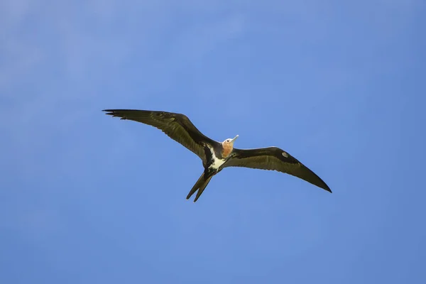 Grande Frigatebird Fregata Minor Bellissimo Uccello Marino Che Vola Nel — Foto Stock