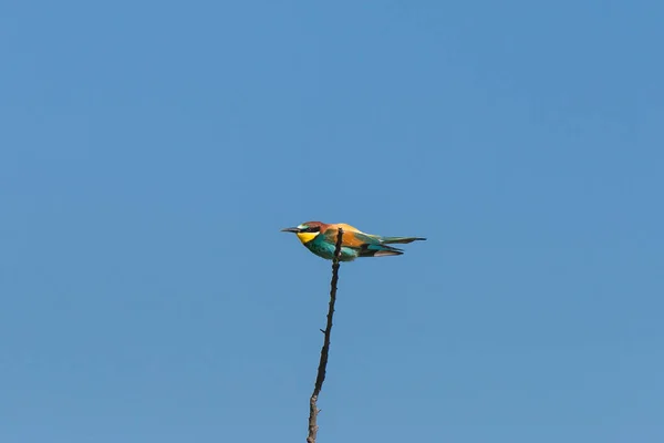 Rullo Europeo Coracias Garrulus Uccelli Colorati — Foto Stock