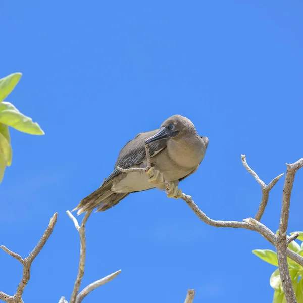 Brun Booby Sula Leucogaster Juvenil Exotisk Fågel Ett Träd Franska — Stockfoto