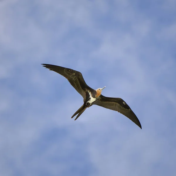 Grande Frigatebird Fregata Minor Bellissimo Uccello Marino Che Vola Nel — Foto Stock