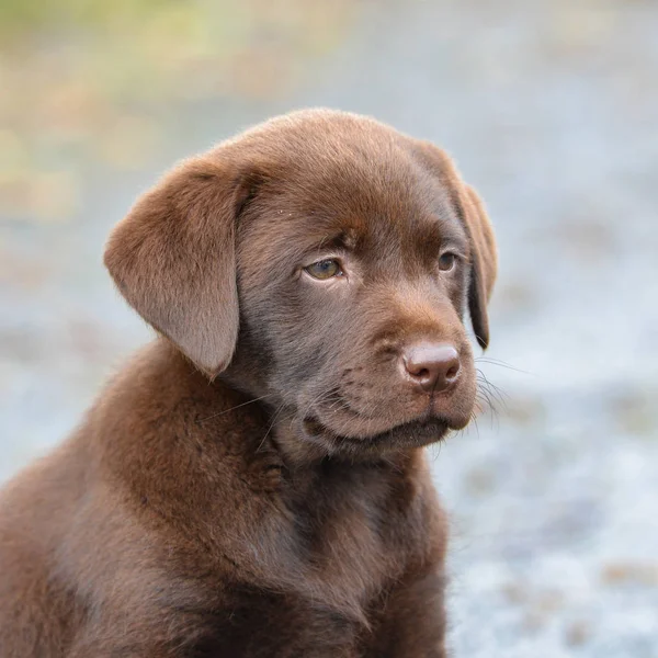 Bruine Labrador Pup Hoofd Portret — Stockfoto