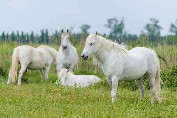 White Beautiful Horse Lying Relaxing Green Grass Meadow — Stock Photo, Image