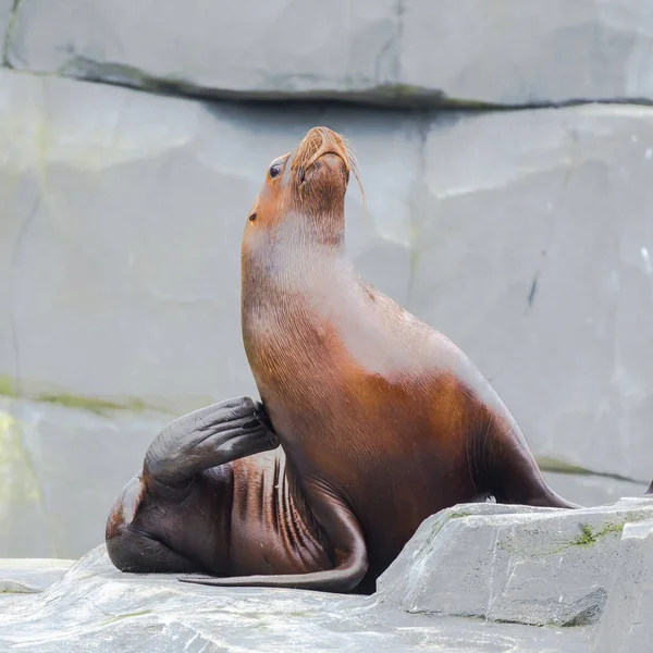 Leão Marinho Califórnia Zalophus Californianus Animais Engraçados — Fotografia de Stock