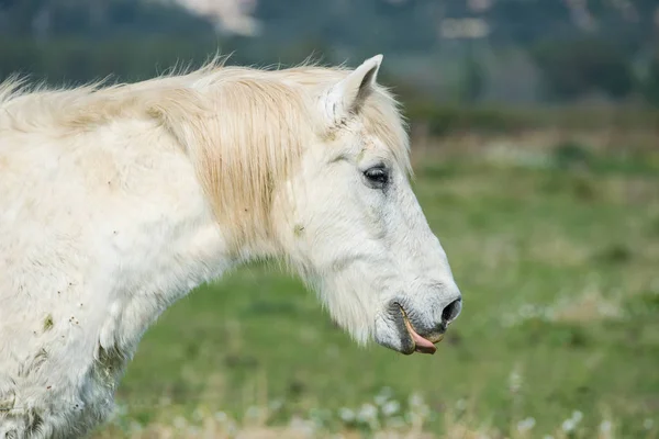 Cheval Sauvage Blanc Dans Champ — Photo