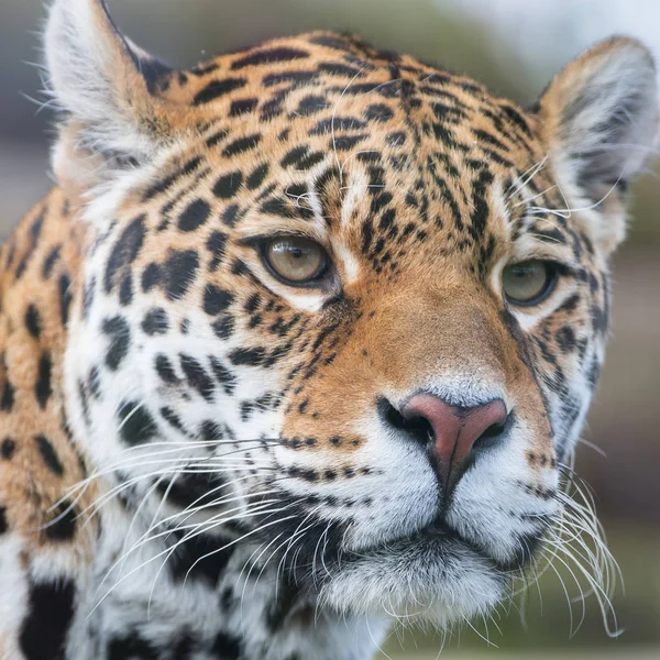 Leopard Panteră Panthera Pardus — Fotografie, imagine de stoc