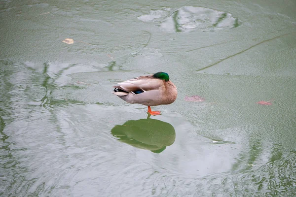 Pato Mallard Enrolado Num Lago Gelado — Fotografia de Stock