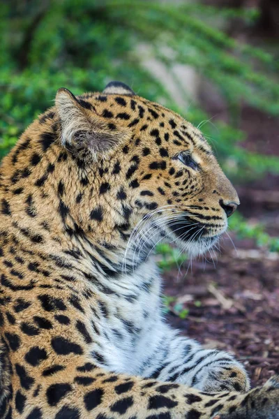 Leopard Panteră Panthera Pardus Animal Frumos Portret — Fotografie, imagine de stoc