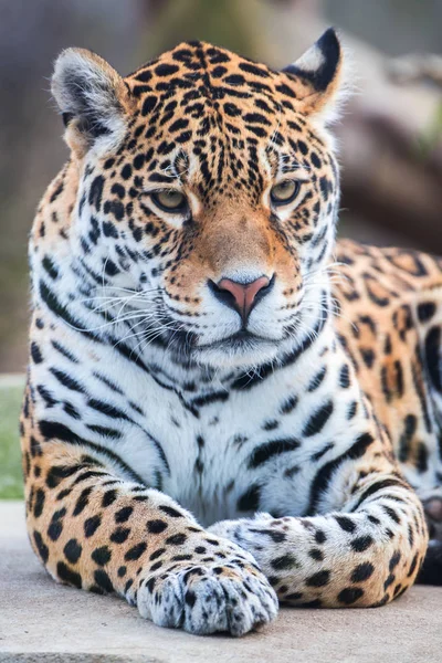 Leopard Panther Panthera Pardus — Zdjęcie stockowe