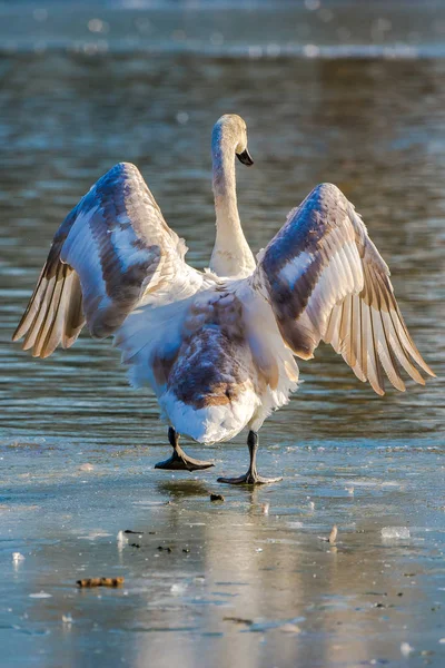 在冬季寒冷的冻结湖面上的天鹅的背视图 — 图库照片