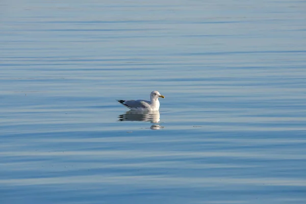 Möwe Weißer Vogel Schwimmt Auf Spiegelglatter See — Stockfoto