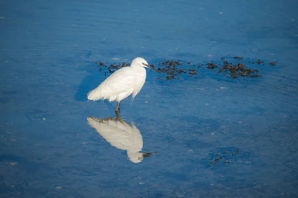 Silberreiher Vogel Steht Blauen Wasser — Stockfoto