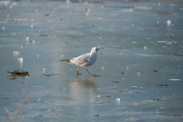 Gull standing on a ice cold pond in winter, in Paris