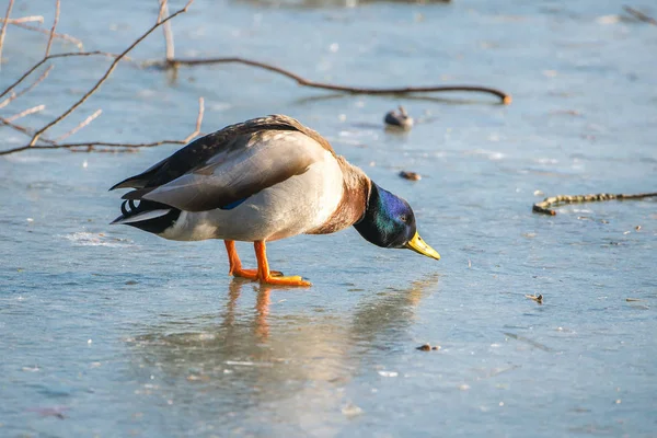 Pato Selvagem Superfície Congelada Lago Inverno Frio — Fotografia de Stock