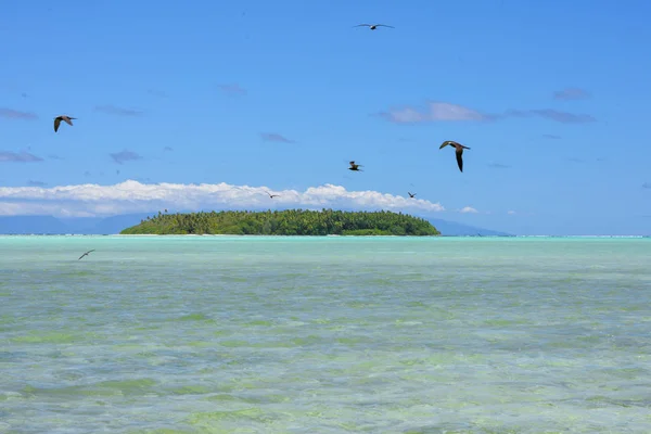 Райский Остров Чистой Морской Водой Летающими Птицами Небе Французская Полинезия — стоковое фото