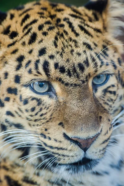 Leopard Panteră Panthera Pardus Animal Frumos Portret — Fotografie, imagine de stoc