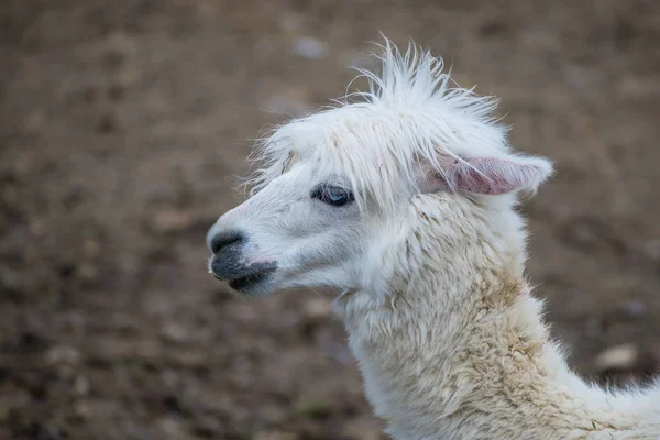 white lama head portrait of animal