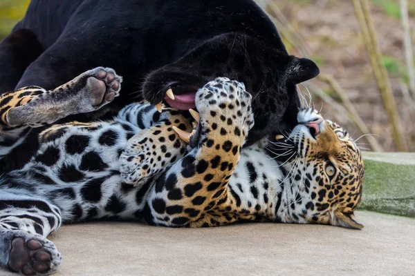 Leopardo Leopardo Nero Pantere Che Giocano Insieme — Foto Stock
