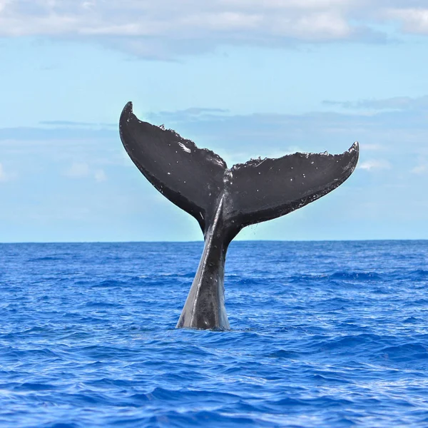 Buceo Ballenas Jorobadas Cola Fuera Del Mar Tahití — Foto de Stock