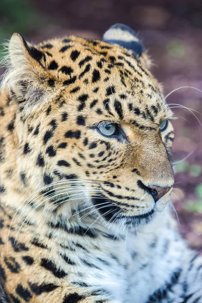 ヒョウ ヒョウ ヒョウ 美しい動物 ポートレート — ストック写真