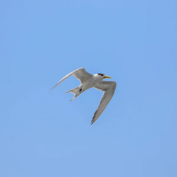 Μεγάλη Στέρνα Κορωνίδα Θαλάσσιων Πτηνών Πολυνησία Πτήση — Φωτογραφία Αρχείου