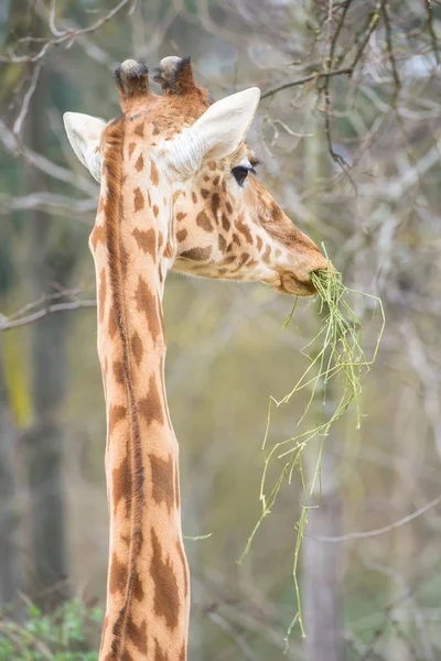Yeşil Çim Yeme Zürafa Baş Portresi — Stok fotoğraf