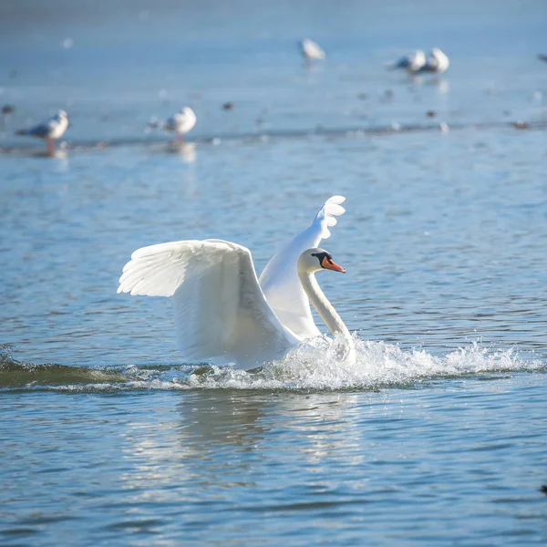 Белый Лебедь Воде Пруда Птицы Заднем Плане — стоковое фото