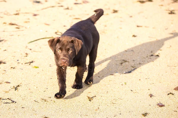 在阳光明媚的沙滩上行走的棕色拉布拉多小狗 — 图库照片