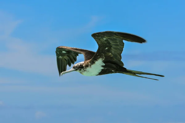 Große Fregatte Fregata Minor Flug Polynesien — Stockfoto