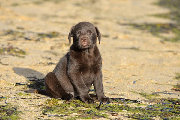 Bedårande Brun Labrador Valp Stranden Med Sea Weed Gräs Med — Stockfoto