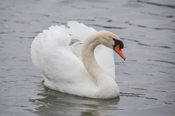 Один Красивый Белый Лебедь Плавающий Спокойной Воде — стоковое фото