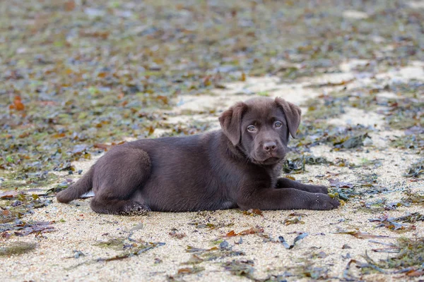 Hund Labrador Valp Sitter Sanden — Stockfoto