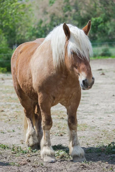 Petit Poney Brun Cheval Extérieur Animal Plein Cadre Image — Photo