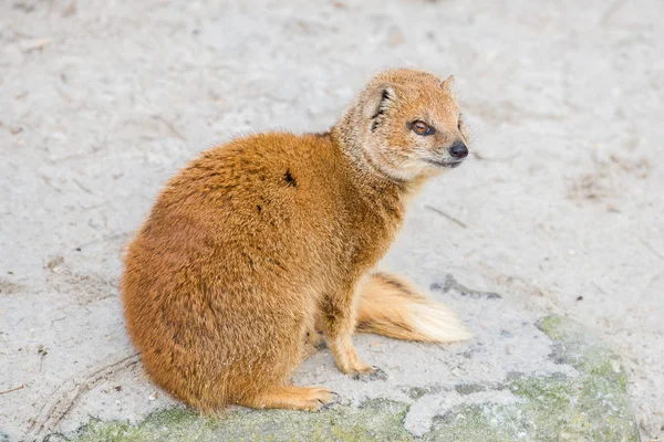 Yellow Mongoose Cynictis Penicillata Cute Animal — Stock Photo, Image