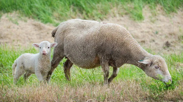 Ovejas Corderos Ovejas Bebé Madre Campo — Foto de Stock