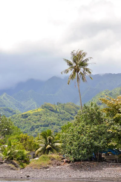 Kokospalme Tahiti Nebel Und Regen Auf Dem Berg — Stockfoto