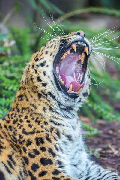 Leopardo Pantera Panthera Pardus Hermoso Bostezo Animal — Foto de Stock