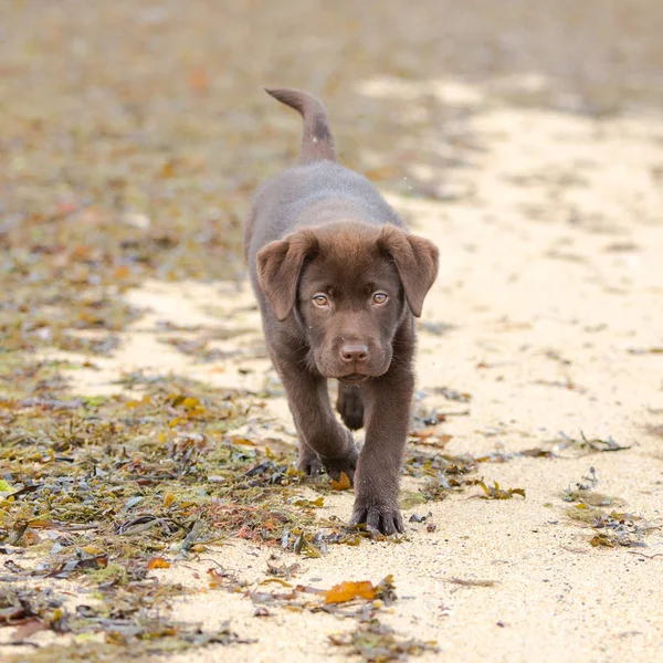 Dog labrador, chocolate puppy running on the beach