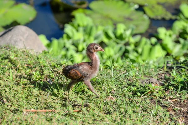 黄色のひよこ 赤ちゃん鶏ウォーキング 面白い動物 — ストック写真