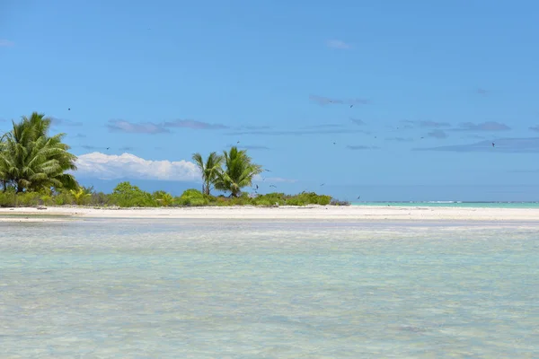 Экзотический Пляж Французской Полинезии Кокосовым Деревом Бирюзовом Море — стоковое фото