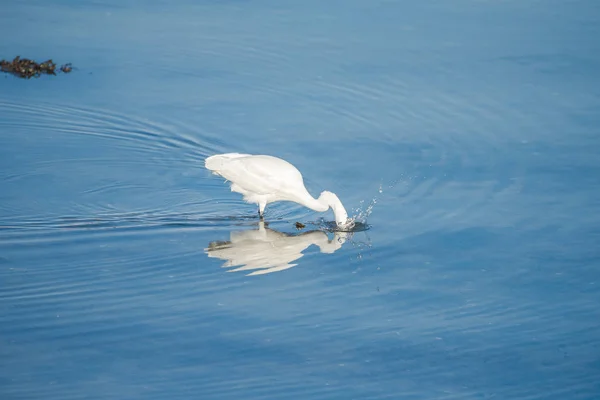 Weißreiher Blauen Wasser Schnabel Unter Wasser — Stockfoto