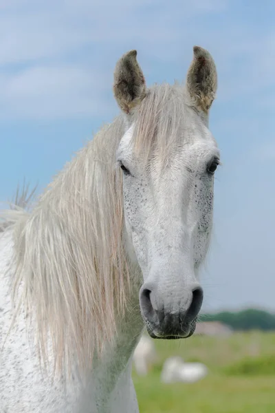 Blanc Beau Cheval Extérieur Portrait Animal Recadré Image — Photo