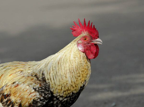 domestic rooster outdoors, bird animal portrait 