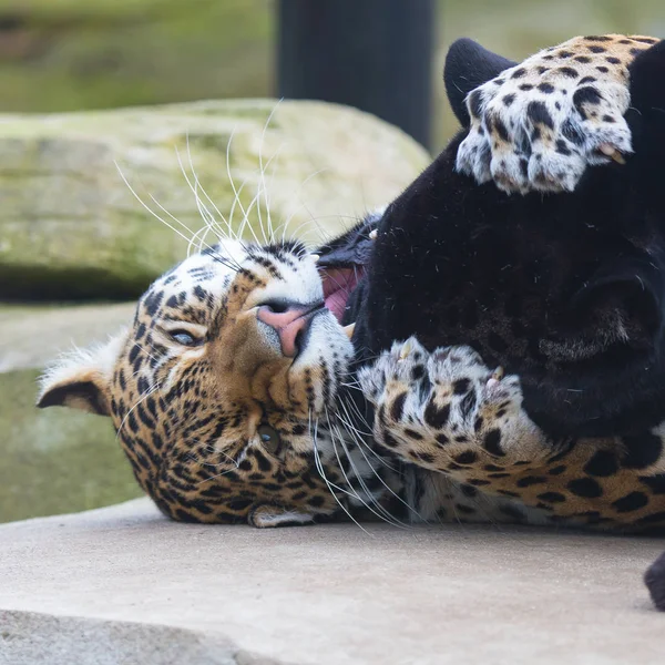 Leopard and black leopard, panthers playing together