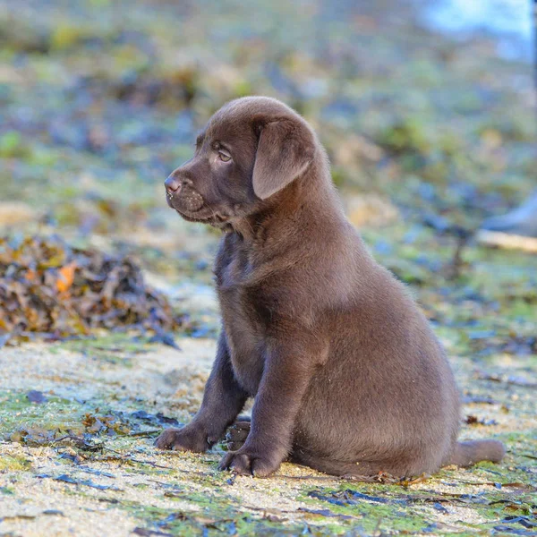 side view of small brown Labrador puppy sitting on beach with sea weed grass