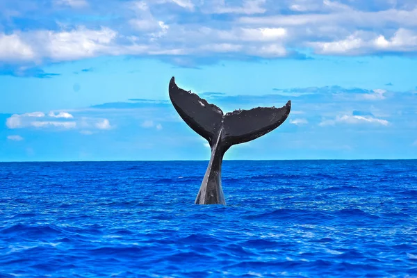 Mergulho Baleia Jubarte Cauda Para Fora Mar Taiti — Fotografia de Stock